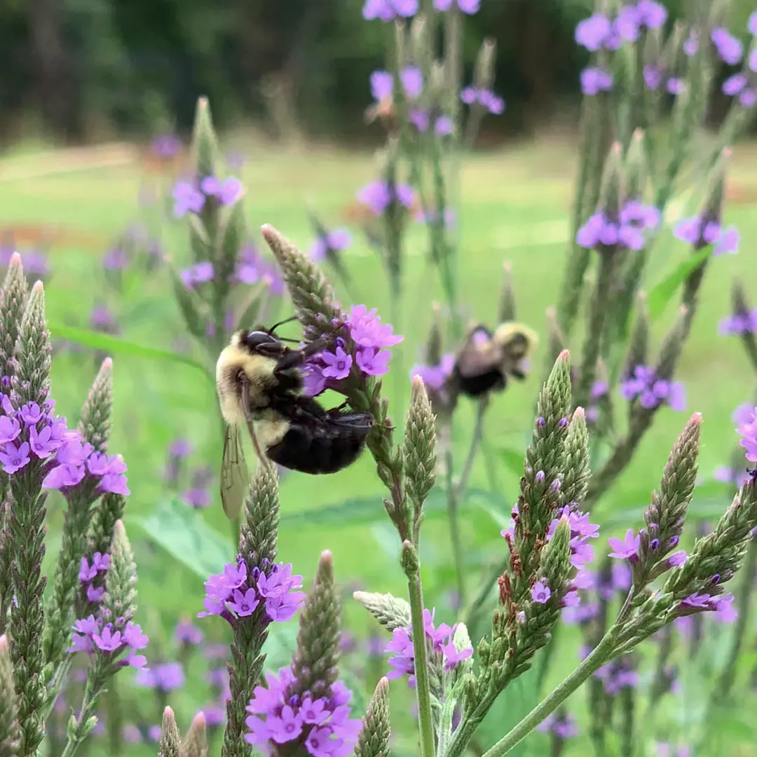 Bumblebees nectaring on the flowers of Verbena hastata.