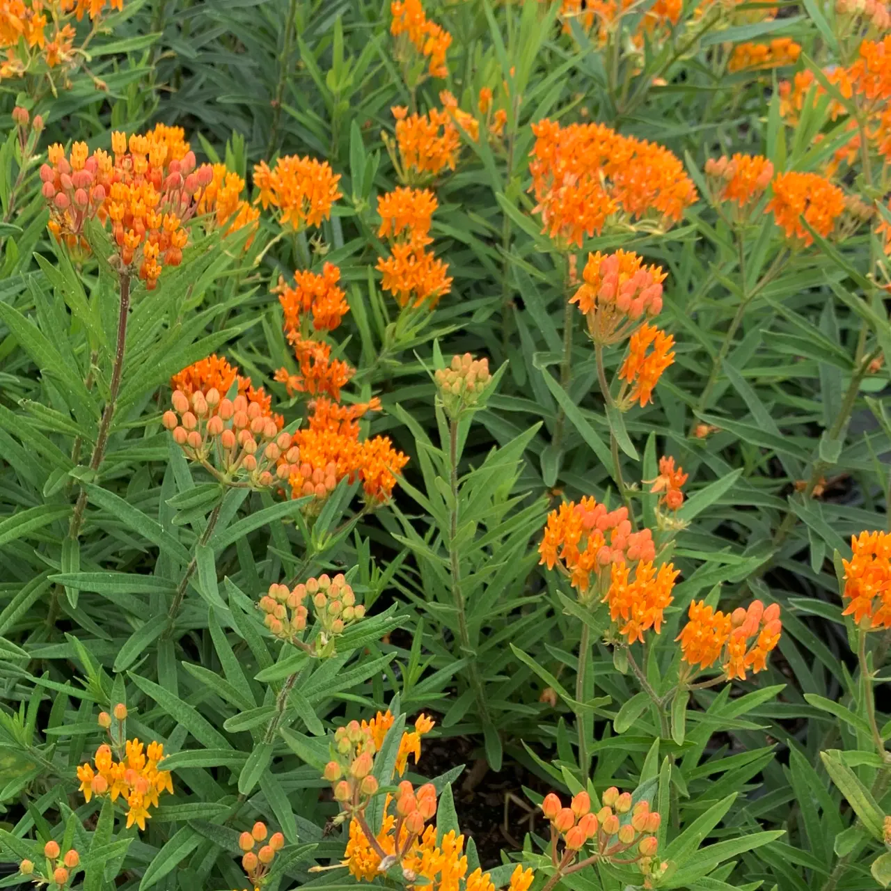 A patch of butterfly milkweed densely covered in orange blooms.