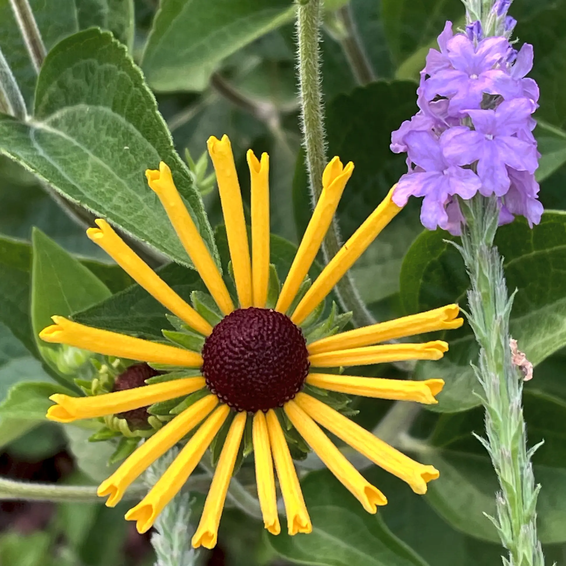 A close-up of a 'Henry Eilers' sweet coneflower bloom juxtaposed against a purple Verbena strica.